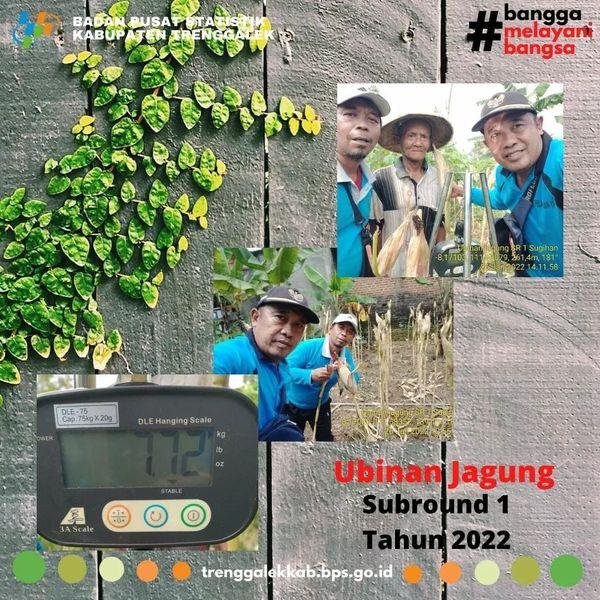 Survei ubinan tanaman jagung